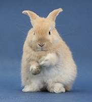 Young sandy rabbit about to groom on blue background