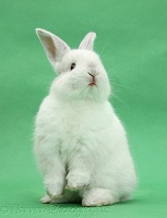 White rabbit standing up on green background