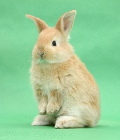 Young sandy bunny standing up on green background