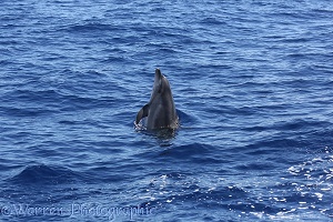Bottle-nosed Dolphin spy hopping