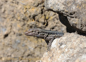 Canary Island lizard