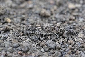 Grasshopper camouflaged
