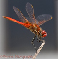 Red-veined Darter dragonfly
