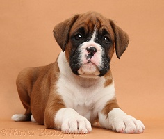 Boxer puppy, 7 weeks old, on brown background