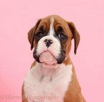 Boxer puppy, 7 weeks old, on pink background