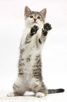 Tabby-and-white kitten standing with paws up