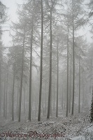 Larches with snow and mist