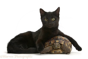 Black cat lounging on a tortoise