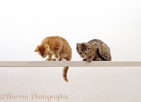 Two cats looking down from a high narrow shelf