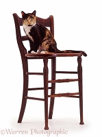 Tortoiseshell cat on a chair