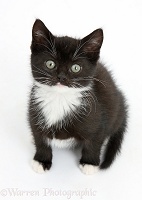 Black-and-white kitten sitting and looking up
