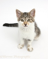 Tabby-and-white kitten sitting and looking up