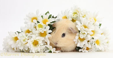 Cute baby Guinea pig hiding in a bunch of daisy flowers