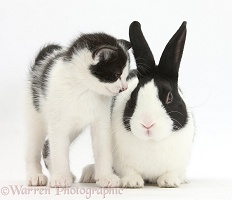 Black-and-white kitten and Dutch rabbit