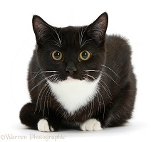 Black-and-white cat crouching