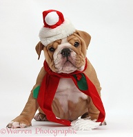 Bulldog puppy wearing Santa hat and scarf