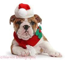 Bulldog puppy wearing Santa hat and scarf