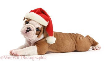 Cute bulldog pup wearing a Santa hat
