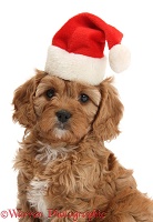 Cute Cavapoo puppy wearing Santa hat