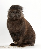 Funny Lionhead rabbit sitting up