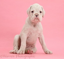 White Boxer puppy on pink background