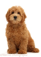 Cute Goldendoodle puppy