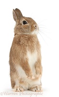 Sandy Netherland dwarf-cross rabbit standing