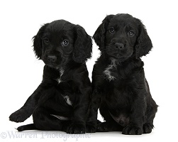 Black Cocker Spaniel puppies