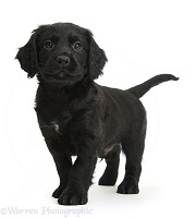 Black Cocker Spaniel puppy standing