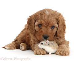 Cute Cavapoo puppy and Roborovski Hamster