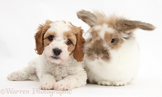 Cute Cavapoo puppy with rabbit