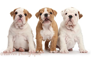 Three bulldog puppies