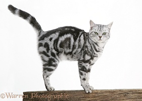 Silver tabby cat on a fence