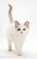 Blue-eyed Ragdoll kitten walking forward