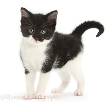Black-and-white kitten standing