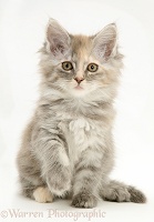 Tabby Maine Coon kitten with raised paw