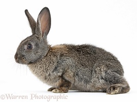 Young agouti rabbit