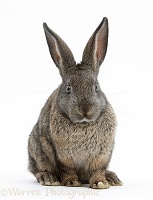 Young agouti rabbit