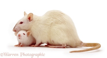 Himalayan rat and baby