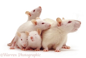 Himalayan rat and babies
