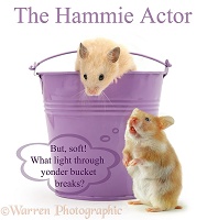 Hamsters Romeo and Juliet