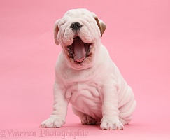 Bulldog puppy on pink background