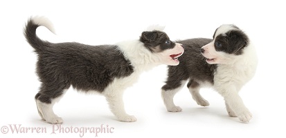 Two blue-and-white Border Collie pups arguing