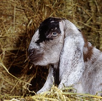 Anglo-Nubian goat kid, 1 week old