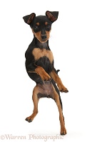 Miniature Pinscher puppy dancing