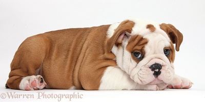 Bulldog puppy with chin on paws
