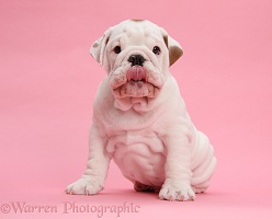 Bulldog puppy on pink background