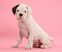 Black eared white Boxer puppy on pink background