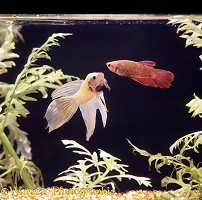 Siamese Fighting Fish male displaying to female