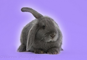 Blue-grey floppy-eared rabbit on lilac background